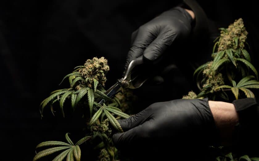 bienfaits des fleurs de CBD